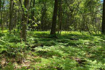 Dense forest testing ground in Michigan for goTenna Pro X range test for heavy canopy
